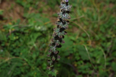 (c) Greg Tasney, some rights reserved (CC BY-SA) Salvia verbenaca, photograph (c) Greg Tasney, some rights reserved (CC BY-SA)