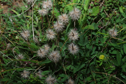 Trifolium angustifolium, photograph 2