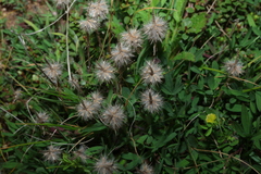 Trifolium angustifolium, photograph (c) Greg Tasney, some rights reserved (CC BY-SA)