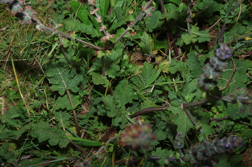 Salvia verbenaca, photograph 2