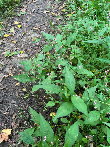 Persicaria posumbu