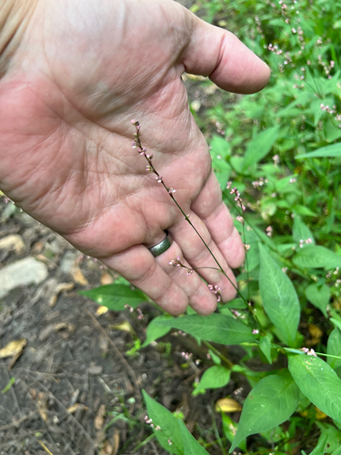 Persicaria posumbu, photograph 2