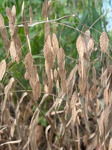river oats