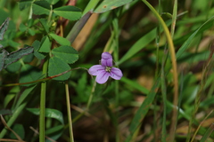 Erodium botrys