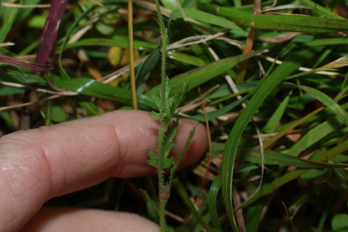 Erodium botrys, photograph 1