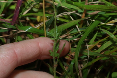 Erodium botrys, photograph (c) Greg Tasney, some rights reserved (CC BY-SA)
