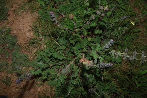 Salvia verbenaca
