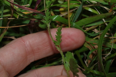 Erodium botrys, photograph (c) Greg Tasney, some rights reserved (CC BY-SA)