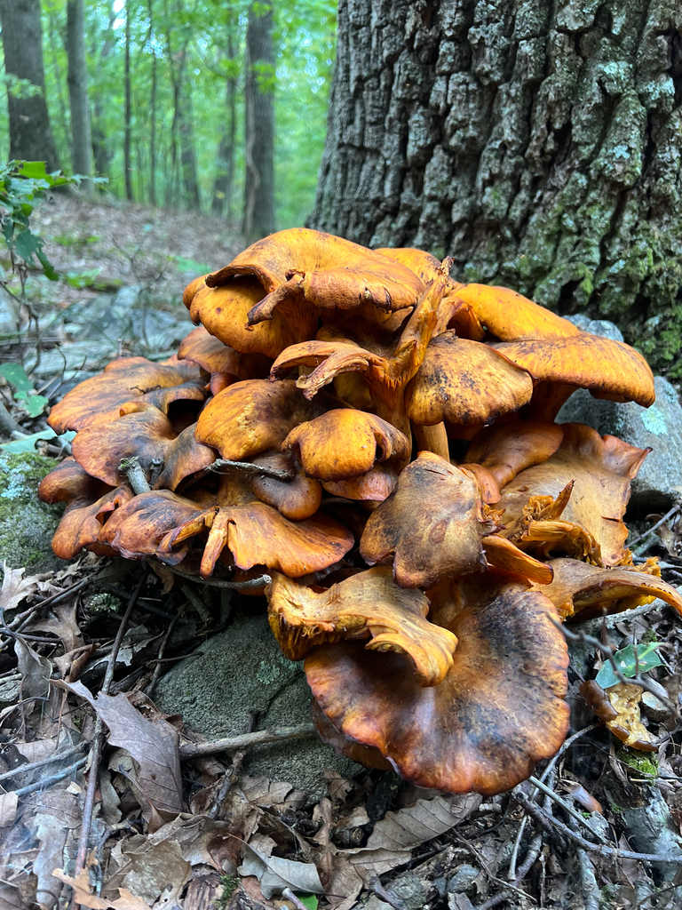 Eastern American jack-o'-lantern · September 2026 · photo: Photo: no rights reserved · iNaturalist