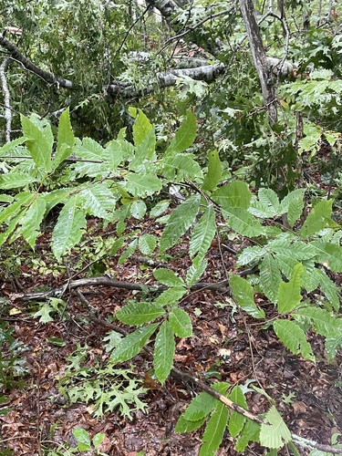 Castanea dentata, photograph 2