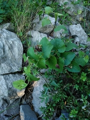 Aristolochia rotunda