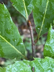 Castanea dentata, photograph (c) Jim Arrigoni, some rights reserved (CC BY)