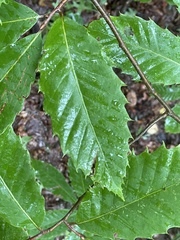 Castanea dentata