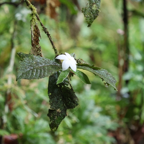 Atractocarpus hirtus, photograph 2