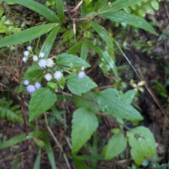 Ageratum conyzoides