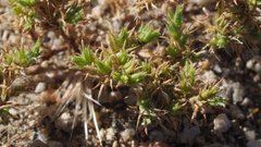 Loeflingia squarrosa