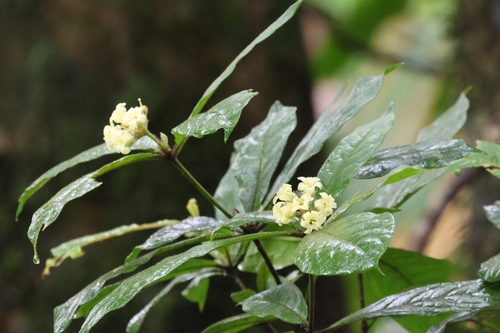 Pittosporum rubiginosum observed 2026-09-11