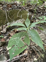 (c) Hill Craddock, some rights reserved (CC BY) Persicaria virginiana, photograph (c) Hill Craddock, some rights reserved (CC BY)