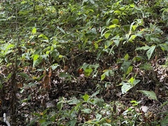 (c) Hill Craddock, some rights reserved (CC BY) Persicaria virginiana, photograph (c) Hill Craddock, some rights reserved (CC BY)