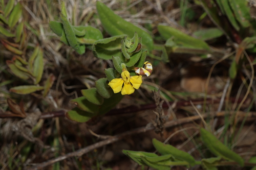 Goodenia amplexans, photograph 2