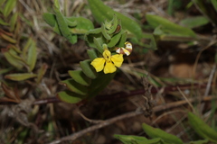 (c) Greg Tasney, some rights reserved (CC BY-SA) Goodenia amplexans, photograph (c) Greg Tasney, some rights reserved (CC BY-SA)