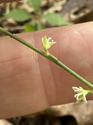 Persicaria virginiana, photograph 3