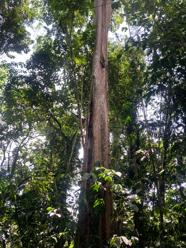 Terminalia oblonga, photograph 3