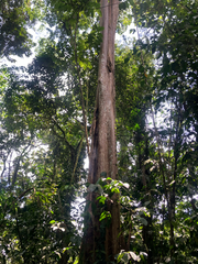 Terminalia oblonga, photograph (c) River Ahlquist, some rights reserved (CC BY)