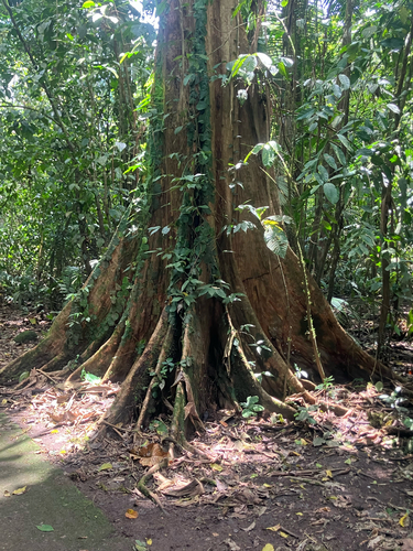 Terminalia oblonga