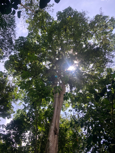 Terminalia oblonga, photograph 2