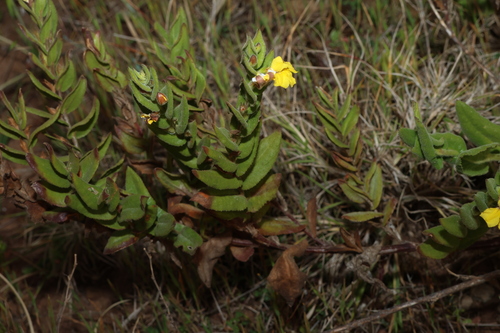 Goodenia amplexans, photograph 3