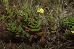(c) Greg Tasney, some rights reserved (CC BY-SA) Goodenia amplexans, photograph (c) Greg Tasney, some rights reserved (CC BY-SA)