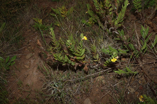 Goodenia amplexans