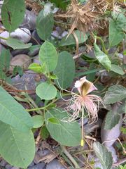 Capparis spinosa herbacea