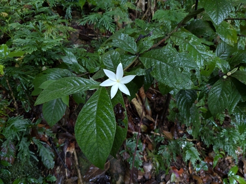 Atractocarpus hirtus