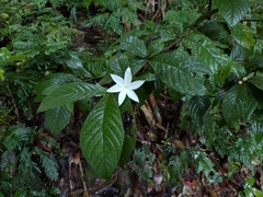 Atractocarpus hirtus