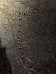 Micruroides euryxanthus