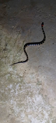 Amazon False Coral Snake