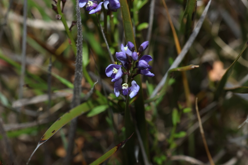 Comesperma volubile, photograph 3