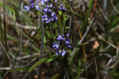 Comesperma volubile, photograph 5