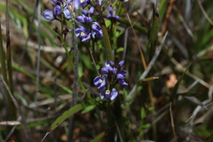 Comesperma volubile, photograph (c) Greg Tasney, some rights reserved (CC BY-SA)