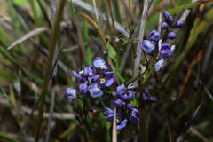 Comesperma volubile, photograph (c) Greg Tasney, some rights reserved (CC BY-SA)