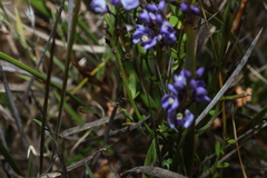 Comesperma volubile, photograph (c) Greg Tasney, some rights reserved (CC BY-SA)