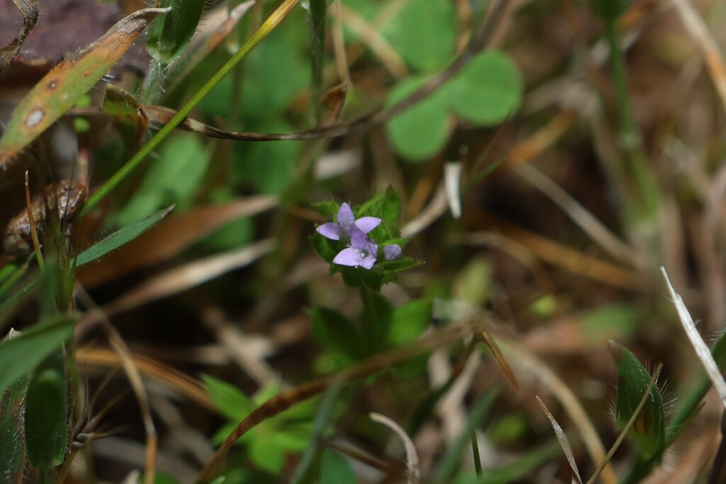 Sherardia arvensis; photograph (c) Greg Tasney, some rights reserved (CC BY-SA)