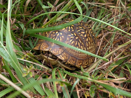 Three-toed Box Turtle