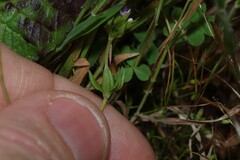 (c) Greg Tasney, some rights reserved (CC BY-SA) Sherardia arvensis, photograph (c) Greg Tasney, some rights reserved (CC BY-SA)