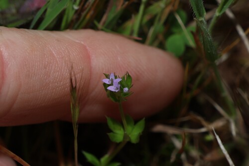 Sherardia arvensis, photograph 1