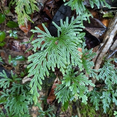 Selaginella longipinna