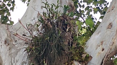 Tillandsia juncea