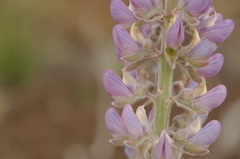Lupinus leucophyllus